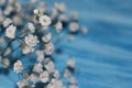 Small white flowers of the Gypsophile on a blue blurred background close-up Royalty Free Stock Photo