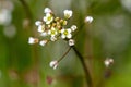 Small white flowers on herbaceous plants in spring. Close-up