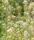 Small white flowers on herbaceous plants in spring. Close-up