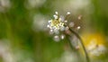 Small white flowers on herbaceous plants in spring. Close-up