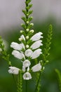 Small white flowers in inflorescence with a green background Royalty Free Stock Photo