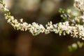 Small white flowers isolated on brown background Royalty Free Stock Photo