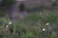 Small white flowers isolated on green background Royalty Free Stock Photo