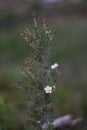 Small white flowers isolated on green background Royalty Free Stock Photo