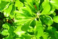 Small White Flowers and Large Green Leaves of Mangrove Tree