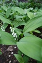Small white flowers in the leafage of lily of the valley in May