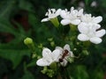 Small white flowers that look like jasmine Royalty Free Stock Photo