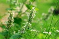 Small white flowers melissa mint officinalis in the garden on a green background. Selective focus