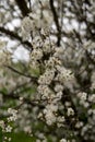 Small white flowers of Mirabelle plum Royalty Free Stock Photo