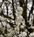 Small white flowers of Mirabelle plum Royalty Free Stock Photo