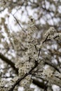 Small white flowers of Mirabelle plum Royalty Free Stock Photo