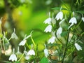 Small white flowers of Rhinacanthus nasutus, White crane flower or snake jasmine. Single flowering and hanging on tree with green