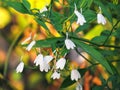 Small white flowers of Rhinacanthus nasutus, White crane flower or snake jasmine, Single flowering and hanging on tree with green