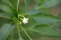 Small white flowers and small peppers close-up on Chaotian pepper