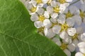 Small white flowers Spiraea cinerea ashen, macro close-up texture floral background. Geometrical proportion of green leaves and