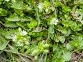 Small white flowers of Stellaria media, chickweed. Floral natural background Royalty Free Stock Photo