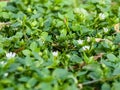 Small white flowers of Stellaria media, chickweed. Floral natural background Royalty Free Stock Photo