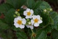 Small white flowers of strawberry on a bush with green leaves Royalty Free Stock Photo