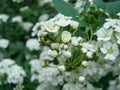Small, white flowers in sumptuous clusters along leafy Spirea shrub branches