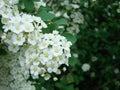 Small, white flowers in sumptuous clusters along leafy Spirea shrub branches