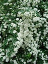 Small, white flowers in sumptuous clusters along leafy Spirea shrub branches