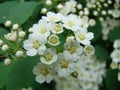 Small, white flowers in sumptuous clusters along leafy Spirea shrub branches