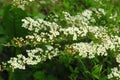 Small, white flowers in sumptuous clusters along leafy Spirea shrub branches