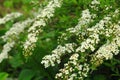 Small, white flowers in sumptuous clusters along leafy Spirea shrub branches Royalty Free Stock Photo