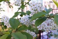Closeup of a blooming cherry in sunny light in spring.