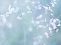 Small white flowers on a toned on gentle soft blue and pink background outdoors close-up macro . Spring summer border template flo Royalty Free Stock Photo