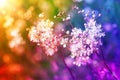 Small white flowers on a toned on gentle soft multicolor background