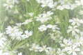 Small white flowers in veil Royalty Free Stock Photo