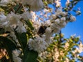 Small white flowers where bees gather nectar.