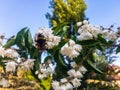 Small white flowers where bees gather nectar.