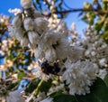 Small white flowers where bees gather nectar.