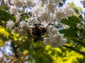 Small white flowers where bees gather nectar.