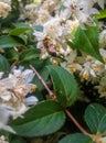 Small white flowers where bees gather nectar.