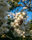 Small white flowers where bees gather nectar.