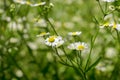 Small white flowers with a yellow center Royalty Free Stock Photo