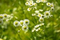Small white flowers with a yellow center Royalty Free Stock Photo
