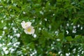 Small white flowers with yellow pistils on a background of unfocused green leaves