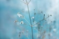 Small white flowers with yellow stamens on a light blue background. The sun`s rays fall on the flowers on a summer day Royalty Free Stock Photo
