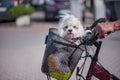 Small, white and fluffy dog sitting in bicycle basket Royalty Free Stock Photo
