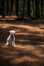 Small white fluffy dog sitting on a forest ground Royalty Free Stock Photo
