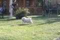 A small white fluffy dog of the Spitz breed Royalty Free Stock Photo