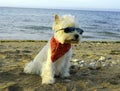 small white fluffy dog West Highland White Terrier wearing black glasses and a red scarf on the beach Royalty Free Stock Photo