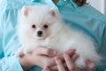 A small, white, fluffy Pomeranian puppy is held in the arms of a girl in a turquoise shirt