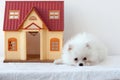 A small white fluffy Pomeranian puppy lies sad next to a toy house Royalty Free Stock Photo