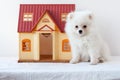 A small white fluffy Pomeranian puppy sits next to a toy house Royalty Free Stock Photo