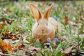 A small white fluffy red rabbit with big ears in a forest flowering spring meadow. Close-up, concept Royalty Free Stock Photo